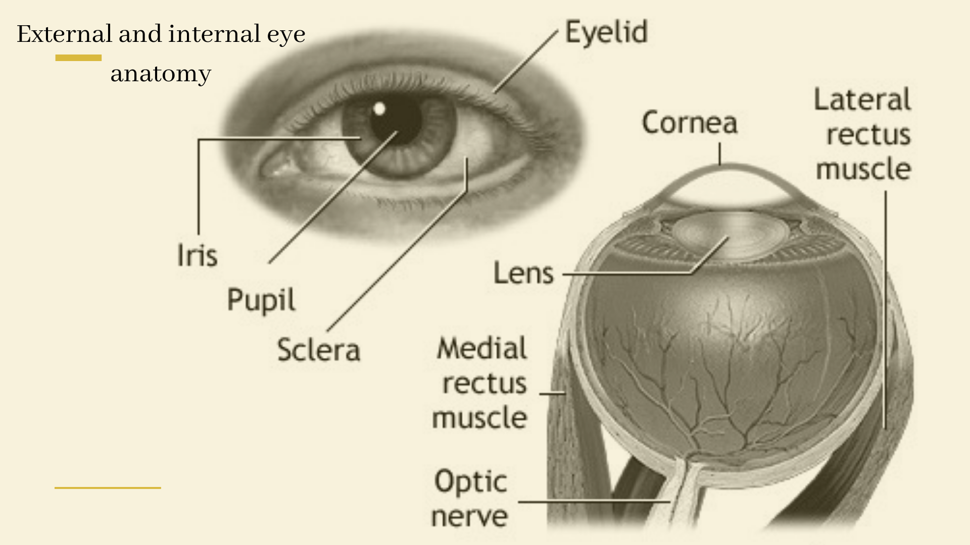 What Causes Night Blindness? 