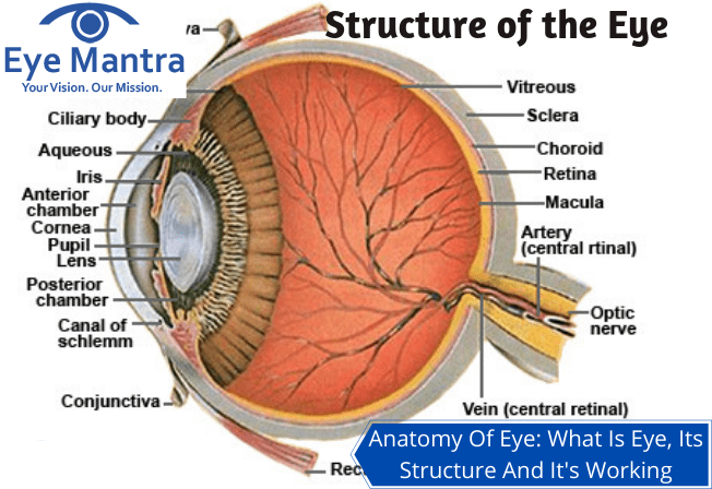 Anatomy Of Eye What Is Eye, Its Structure And It's Working
