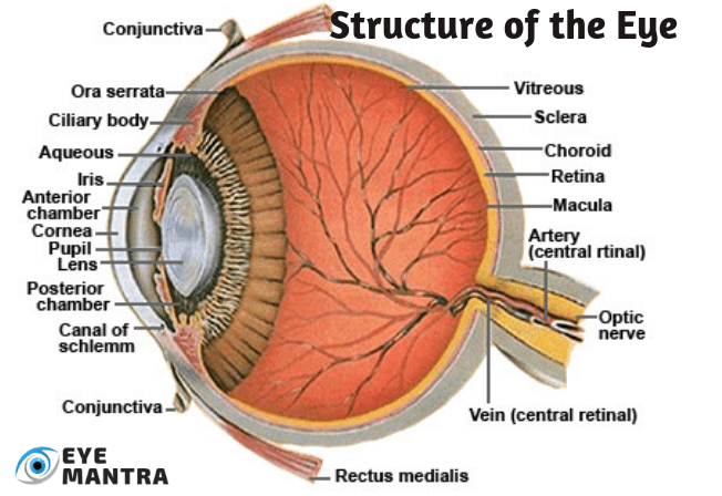Eye Structure