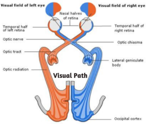 path of vision