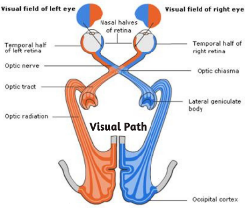 Anatomy of the Human Eye: Structure, Functions & Diagram (2026)