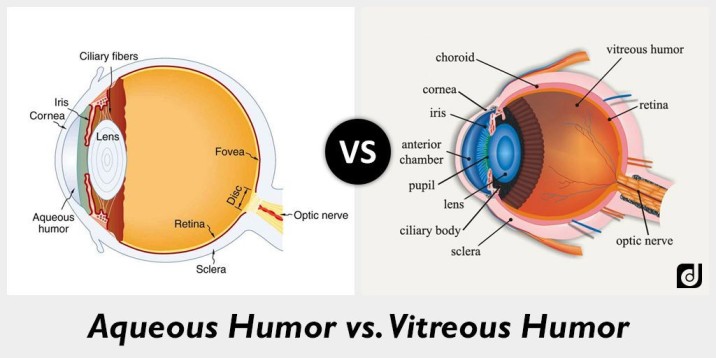 Vitreous Humor Aqueous Humor