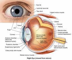 Structure of eye