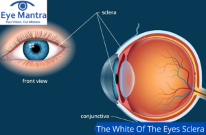 The White Of The Eyes Sclera