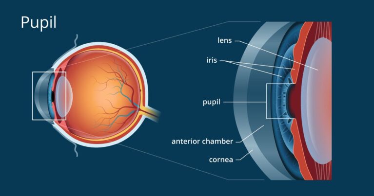 What Is Pupil In Human Eye